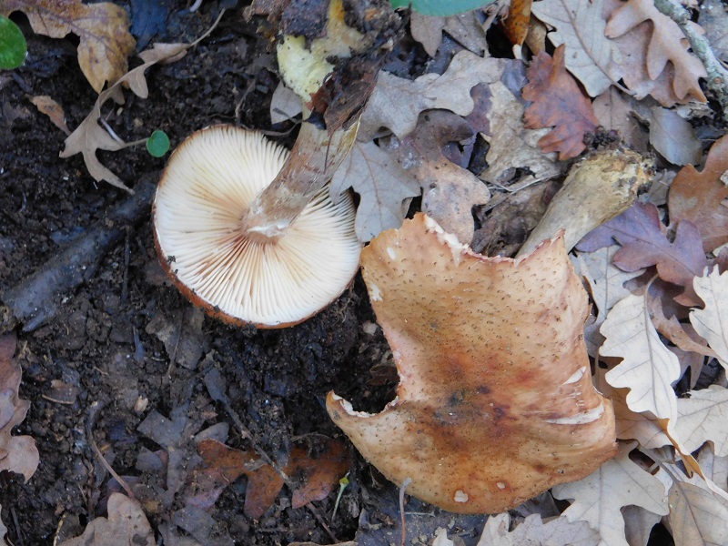 13 Fotogr.il 18.12.2021 sotto Leccio